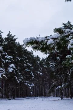 Snowy Clearing in a Pine Forest Stock Photos