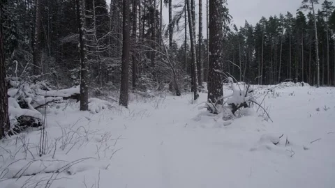 Snowy Clearing With Scattered Tree Stumps, Barren Winterly Meadow Bordered By Stock Footage 325652109