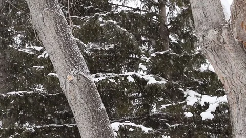 Snowy clip with forest background in Canada. Stock Footage 182374411