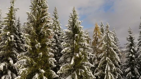 Snowy cloudy forest of pines and larches with snow melting Stock Footage 129600787