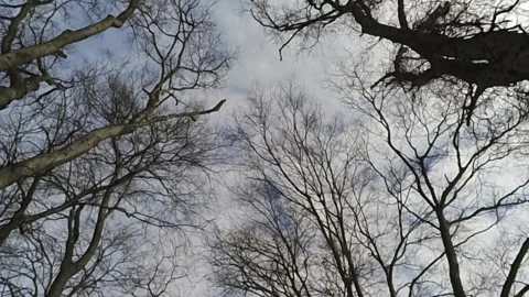 A snowy, cold looking, beautiful winter scene in south central Kentucky Stock-Footage 342085377
