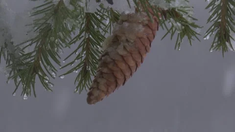 Snowy cone and needles close-up Stock Footage 301807541