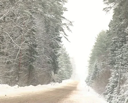 Snowy conifer forest road Stock Footage