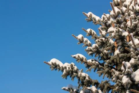 Snowy conifer Stock Photos
