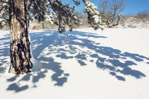 Snowy conifer tree with shadow Stock Photos