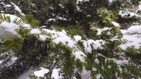 Snowy conifer trees in peaceful winter woodland Stock Footage 326377335
