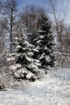 Snowy conifer trees Stock Photos