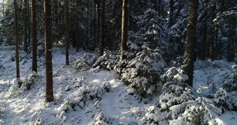 Snowy coniferous forest Stock Footage 148120625