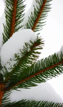 Snowy coniferous tree Stock Photos