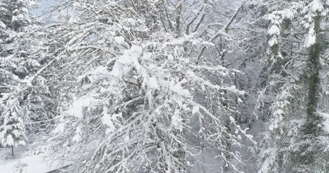 Snowy coverage of treetops Stock Footage 88604699