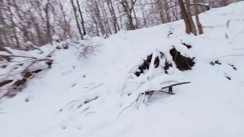 Snowy creek in leafless winter forest Stock Footage 323339055