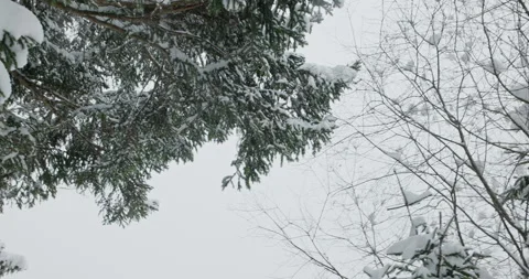 Snowy crones of trees from beneath Stock Footage 231062725