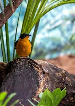 The Snowy-crowned Robin-chat, native to Sub-Saharan Africa, feeds on insects  Stock Photos