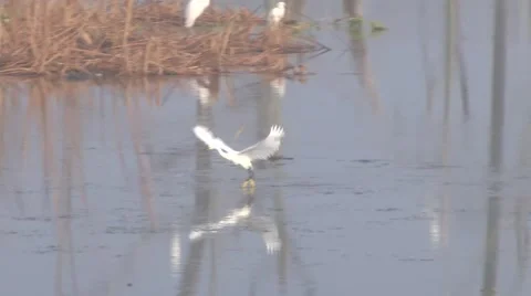 Snowy Dance Video stock 42682093