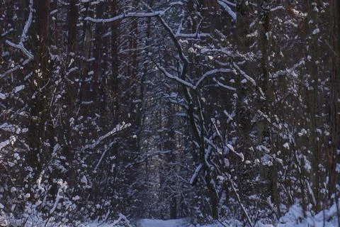 Snowy dark dense forest Stock Photos