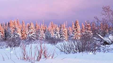 Snowy Darkening Sunset Forest Winter faster Stock Footage 10596853