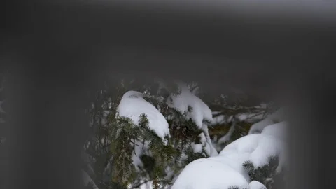 Snowy day on a beautiful pine tree Stock Footage 125412025