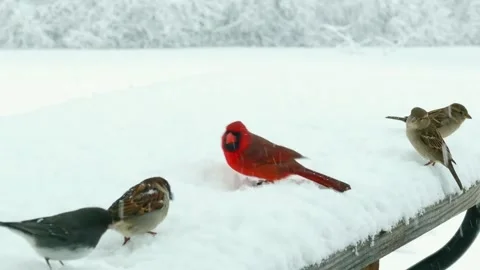 Snowy Day Birds on Table. Stock Footage 304974784