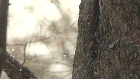 Snowy Day with the Ezo Squirrel Stock Footage 332400217