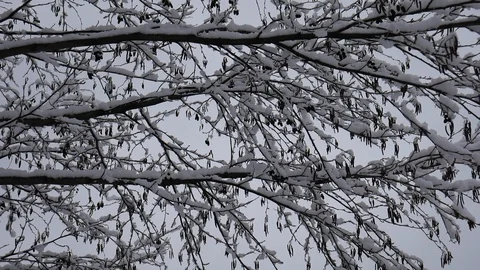 Snowy day 動画素材 102587381