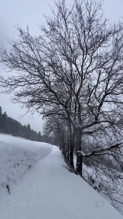 Snowy day in forest all covered under white Stock Footage 334411704