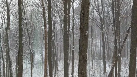 Snowy Day in a Forest Stock Footage 162851728