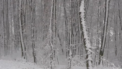 Snowy day in the forest Stock Footage 262058449
