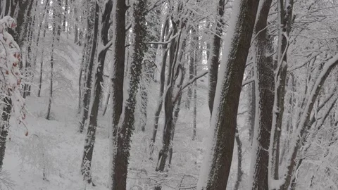 Snowy day in the forest Stock Footage 262059230