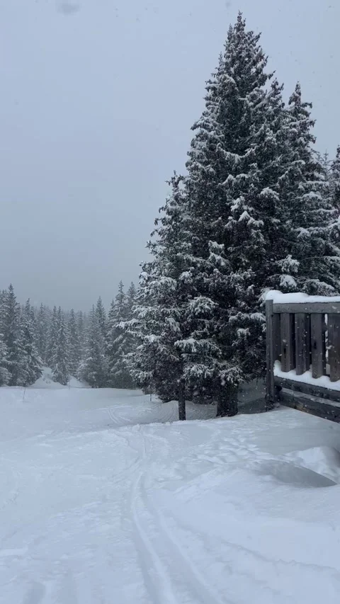 Snowy day with pine tree on the slopes Stock Footage 337230948