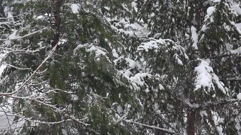 Snowy day with pine trees Stock Footage 155210681