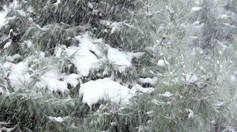 Snowy day, snow on pine tree Stock Footage 47731475