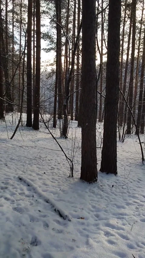 Snowy day in the winter forest 動画素材 154792169
