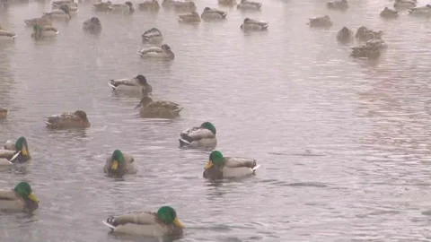 Snowy Day's Mallard Stock-Footage 332392946