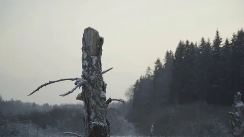 Snowy Dead Tree Stump Sliding Shot Afternoon Stockbeeldmateriaal 85299522
