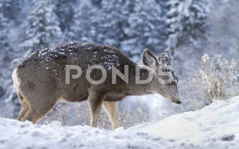 Snowy Deer Stock Photos