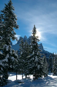 Snowy Dolomites' tree Stock Photos