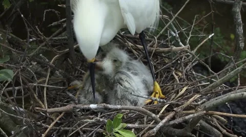 Snowy Egret and chicks Stock-Footage 41729982