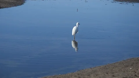 Snowy egret on the beach Stock Footage 100845879