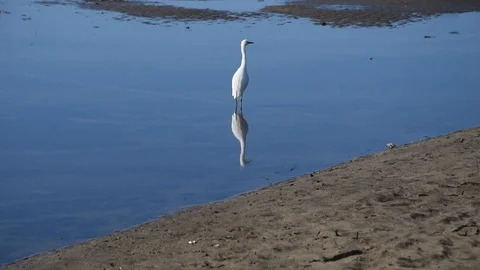 Snowy egret on the beach Stock Footage 100846095
