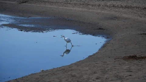 Snowy egret on the beach Stock Footage 100846259