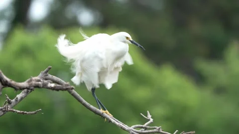 Snowy egret bird perched on bare tree branch Vídeo Stock 334664591