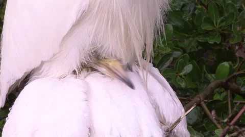 Snowy Egret chick Stock Footage 41736357
