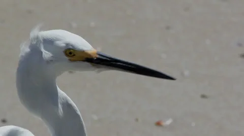 Snowy Egret Closeup Stock Footage 35335806