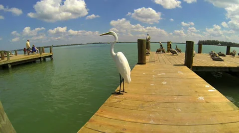 SNOWY EGRET ON DOCK Stock Footage 37154561