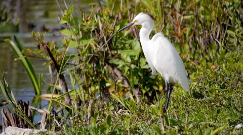 Snowy Egret Duck 스톡 동영상 45949393