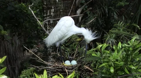 Snowy Egret with eggs Stock Footage 41735464