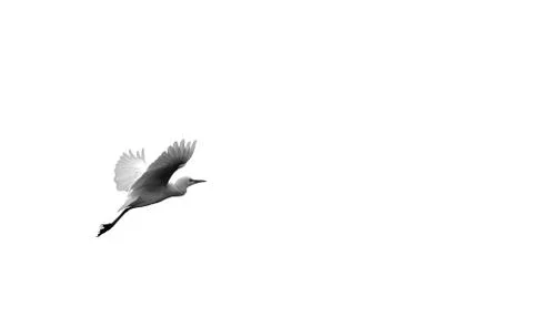 Snowy Egret, Egretta thula, in flight, Dominical, Costa Rica. white backgroun Stock Photos