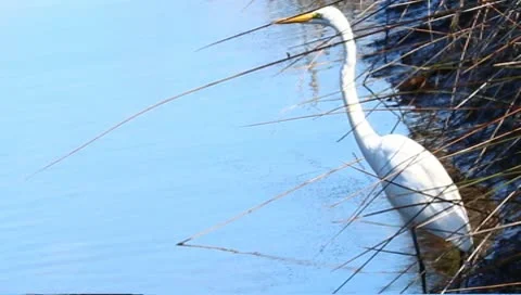 Snowy Egret (Egretta thula) Stock Footage 10562659