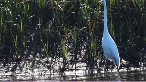 Snowy Egret (Egretta thula) Stock Footage 10562739