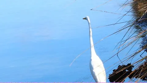 Snowy Egret (Egretta thula) Stock Footage 10562778